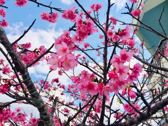 今年沖縄で開花の桜です(沖縄の友人より届きました)「〜6月お得エステ(お詫び)〜」