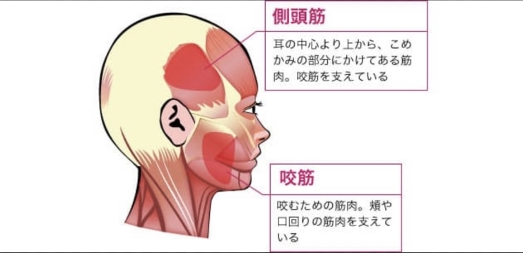 表情筋の一つ咬筋が衰えると噛む力が弱くなり、、、「^_^  皆様‼️「洛西、西京区、南区　リラクゼーション・サロン　ボディ・リフレッシュ・グリーン　ラクセーヌ店」」