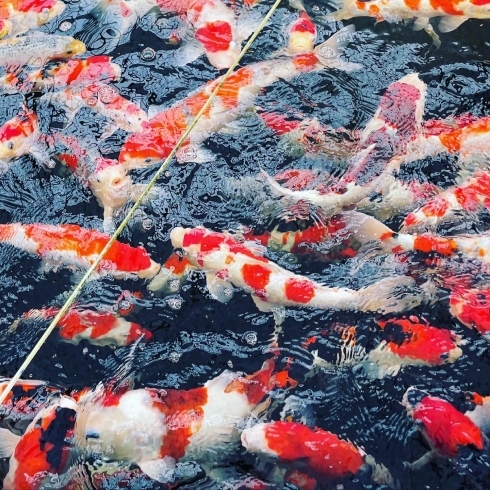 錦鯉といえばこのイメージ「色鮮やかな錦鯉【成田養魚園】」