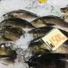 西海物産館 魚魚市場のおすすめ商品は 松本かまぼこの えそ川内かまぼこ です 魚魚の宿のニュース まいぷれ 佐世保