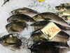 「魚魚市場鮮魚コーナーおすすめは「イサキ」です♪」