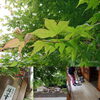 紅葉の緑がキレイだったので。「森の中のレストラン♫  本当に山の中、森の中(о´∀`о)      改めてよくよく周りを見廻したらホント森が迫って来てます。」