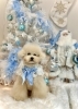 セシルくん「2025 Merry Xmas🎄」