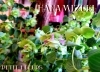 オレガノの花が咲きました 花みずきぷち ふるーる両三柳店のニュース まいぷれ 米子