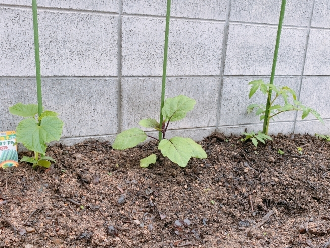 「夏野菜の苗植え」