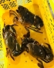 「西海物産館・魚魚市場鮮魚コーナーおすすめは「マングローブガニ入荷しました！」です♪」