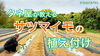 「イモ農家直伝！サツマイモの植え方　タネのハシモト」