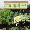 野菜苗、ぞくぞく入荷！
