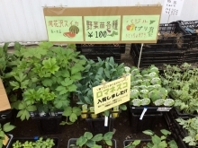 野菜苗、ぞくぞく入荷！