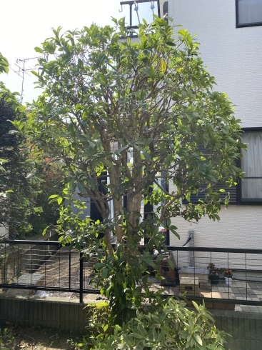 キンモクセイ剪定後「キンモクセイの剪定！横浜磯子区•金沢区、植木、造園のご相談は庭一！」
