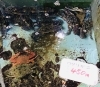 「魚魚市場鮮魚コーナーおすすめは「ワタリガニ・あげ巻き貝」です♪」