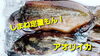 「○本日のお刺身○【しまね定置もん！】アオリイカ、ヒラマサ」