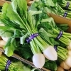 「岩手県産「かぶ」の出荷が始まってますよ～♪♪」