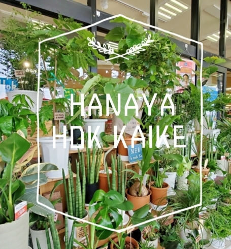 たくさん入荷しました！「【はなやホック皆生店】観葉植物たくさん入荷しました！」