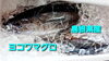 「○本日のお刺身○【島根県産】ヨコワマグロ、アジ」