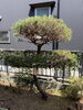 五葉松剪定後「五葉松剪定•横浜市磯子区•金沢区•植木、造園のご相談は庭一！」