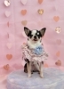 こんぶくん「ピンクバレンタイン💝」