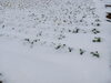 大根さん、雨にもマケズ、風にもマケズ、、雪にもマケズ、頑張ってますね「雪にも負けず」