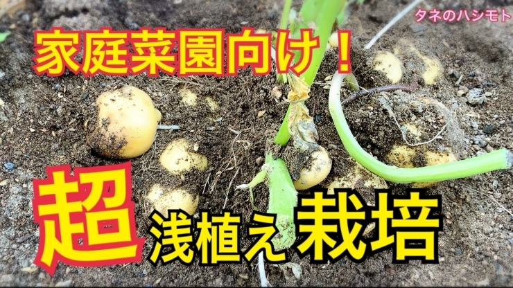 「【簡単に収量が増えます】ジャガイモの植え付け方　タネのハシモト」