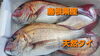 「○本日のお刺身○【島根県産】天然タイ、天然ブリ」