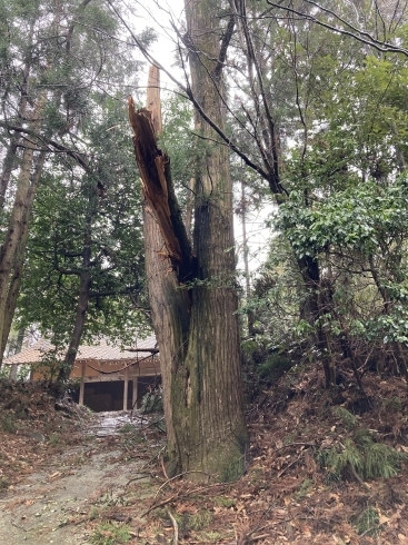 「樹齢２５０年の御神木　大山神社危険木特殊伐採」