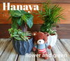 管理しやすいセラミスを使った寄せうえ「【はなやHOK皆生店】観葉植物大人気です！」