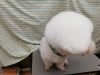 大きい頭が特徴「☆元祖アフロ犬☆【上鳥羽　南区吉祥院　ドッグサロン　ペットサロン】」