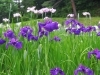 五十公野公園あやめ園 の開花状況がわかります まいぷれ新発田編集部のニュース まいぷれ 新発田 胎内 聖籠