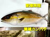 「○本日のお刺身○【愛媛県産養殖カンパチ】【島根県産イサキ】○本日のお惣菜○各種ご用意ございます！」