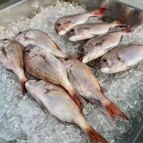 「金曜日は鮮魚の日　今日は鯛祭り＜5月28日＞」