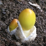 キタマゴタケ 幼菌