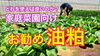 「お勧めしたい！　家庭菜園が使いやすい油かす　タネのハシモト」