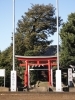 狭山市加佐志にある羽黒神社<br>狭山台図書館を右手に東に進みます。橋を渡りカーブの道を15分ほど行くと<br>真っ赤な鳥居が見えてきます。鳥居の奥には羽黒権現を祀った小さなお社が<br>あります。その左に台座しているのがご神木菩提樹です。<br><br>6月中旬には淡黄色の芳しい花をたくさんつけます。<br>11月になる頃、菩提樹にはおもしろい実がつきます。