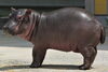「カバの赤ちゃんの命名式を実施します。」