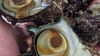 「京丹後の海鮮BBQ」