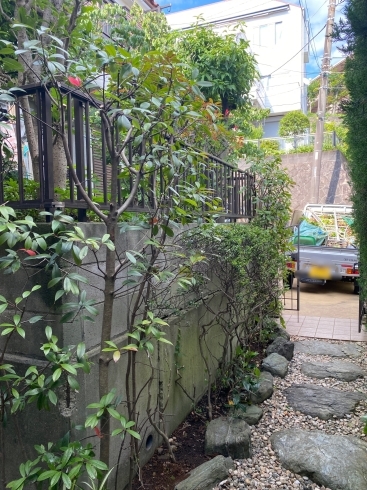 剪定後「玄関前を綺麗に剪定❗️横浜市磯子区、金沢区、植木、造園のご相談は庭一。」