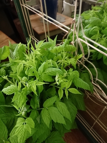 フランボワーズ「今日もジメジメした空気を払ってくれる ステキなgreenの切花をご紹介します」