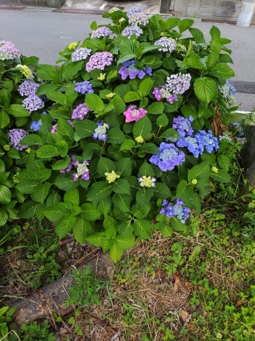 紫陽花「季節の変わり目【京都市南区・京都テルサ・ジム・プール・こども・駐車場完備】」