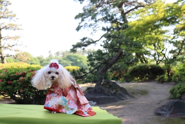 日本庭園（静勝園）より。200年以上の歴史を誇る。「二宮家「バラ園」「日本庭園」　撮影会」