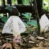 アカダマキヌガサタケ