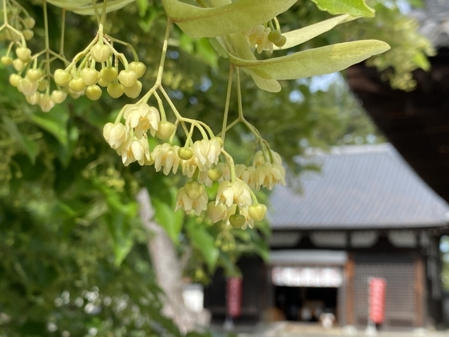 山門を入る前から芳しい香りが。「鶴林寺の菩提樹の花が咲き始めました。」