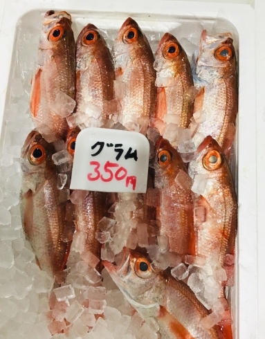 西海物産館 魚魚市場鮮魚コーナーおすすめは ノドグロ ホタテ 入荷しました 魚魚の宿のニュース まいぷれ 佐世保