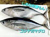 「○本日のお刺身○【しまね定置もん】コシナガマグロ、天然タイ○本日のお惣菜も各種ご用意しております！」