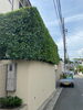 シラカシ生垣　施工後「生垣は高級目隠し材❗️横浜市磯子区、金沢区、植木、造園のご相談は庭一。」