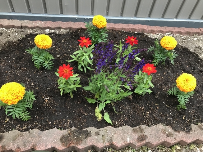 テーマは虹( ・∇・)「花壇に花を植えました！」