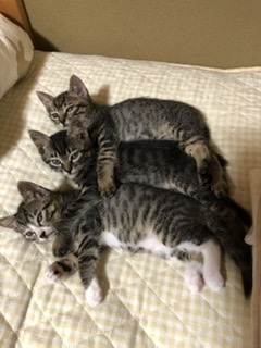 野良猫母さんが産んだ子猫3匹うち２匹は里親決定「猫が増えたらどうしたらいいの？」