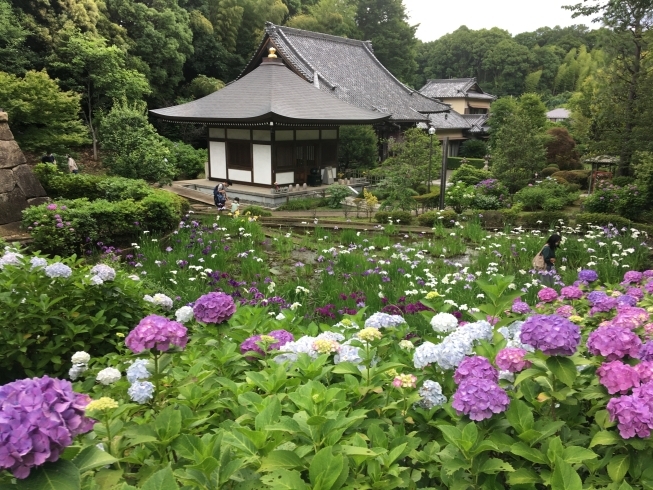 「正覚寺のあじさいとハナショウブ」