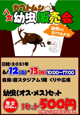 「カブトムシの幼虫販売会in八食センター」