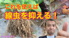 「この資材が⁉︎  ネコブセンチュウ抑制資材　タネのハシモト」
