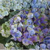 どうしてこんな色がでるの？綺麗‼️「紫陽花」